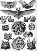 Haeckel Chiroptera