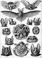 Ernst Haeckel's bats