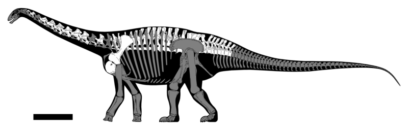 File:Haplocanthosaurus utterbacki skeletal.png