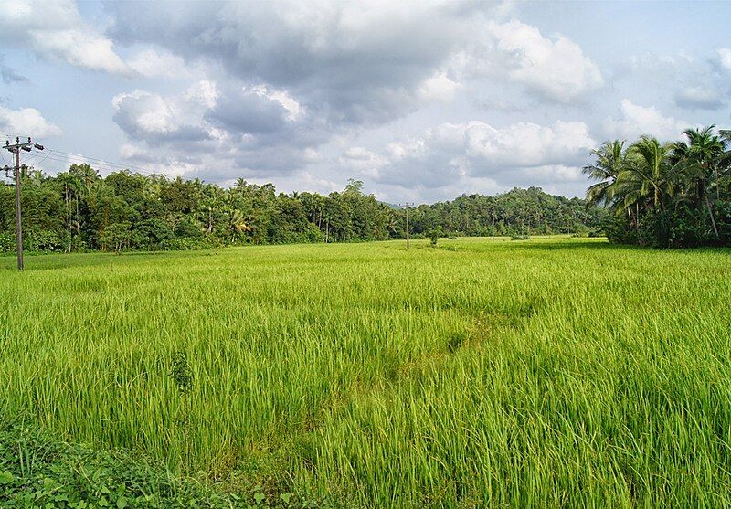 File:Ingiriya Agriculture01.JPG