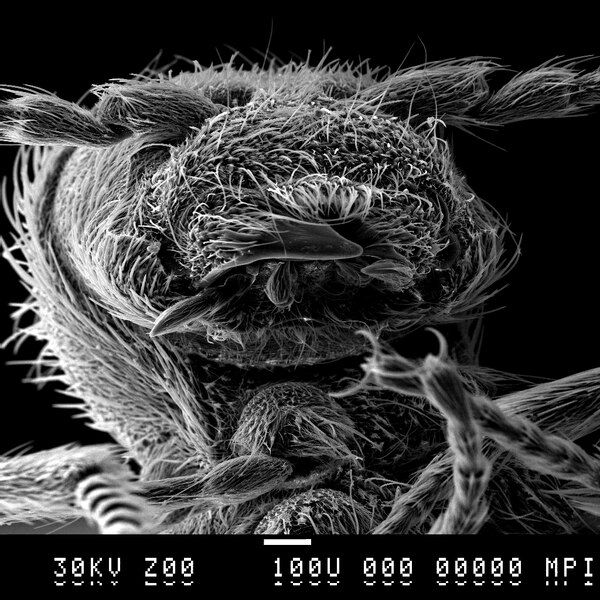 File:JPGR-Beetle EM mouthparts.tif