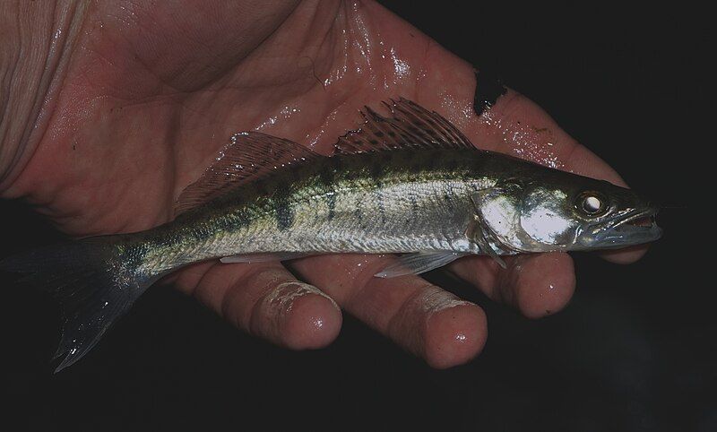 File:Juvenile Zander.jpg