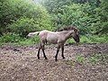 A konik horse in the Stobnica Research Station of the Agricultural University of Poznań.