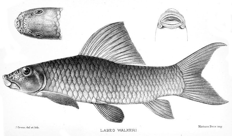 File:Labeo walkeri.jpg