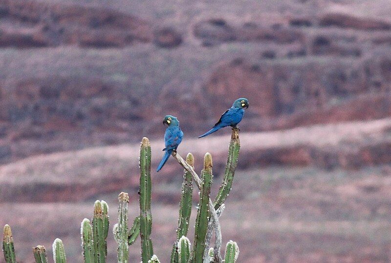 File:Lears macaw (1).jpg