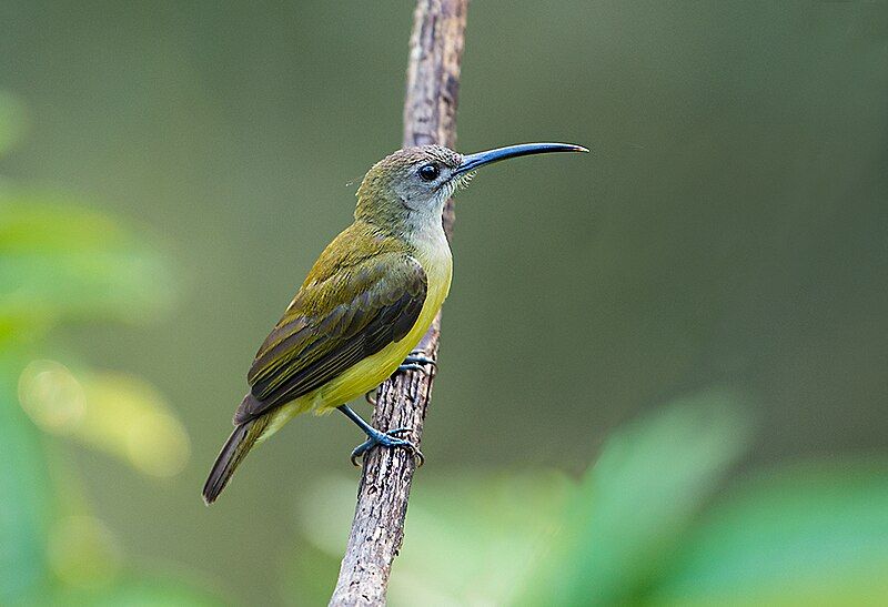 File:Little Spiderhunter (39190861944).jpg