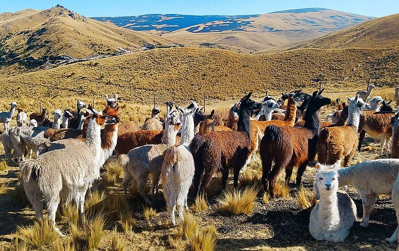 File:Llamas-alpacas-ocra-chinchaypujio-herding-corrall.jpg