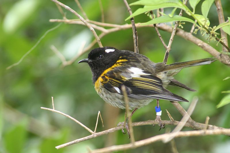 File:Male stitchbird.JPG