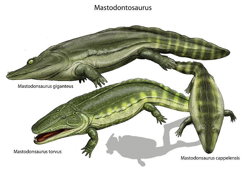 File:Mastodontosaurus spp DB24.jpg