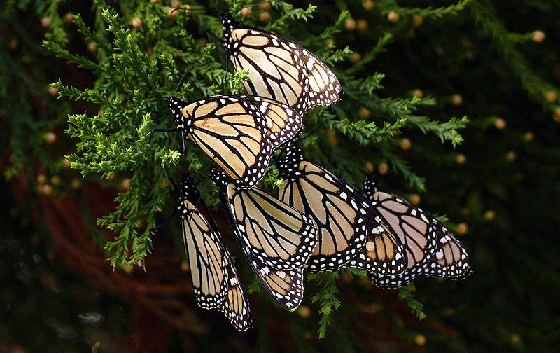 File:Monarch butterflies. (34139205320).jpg