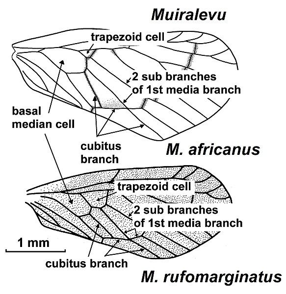 File:Muiralevu venation.jpg