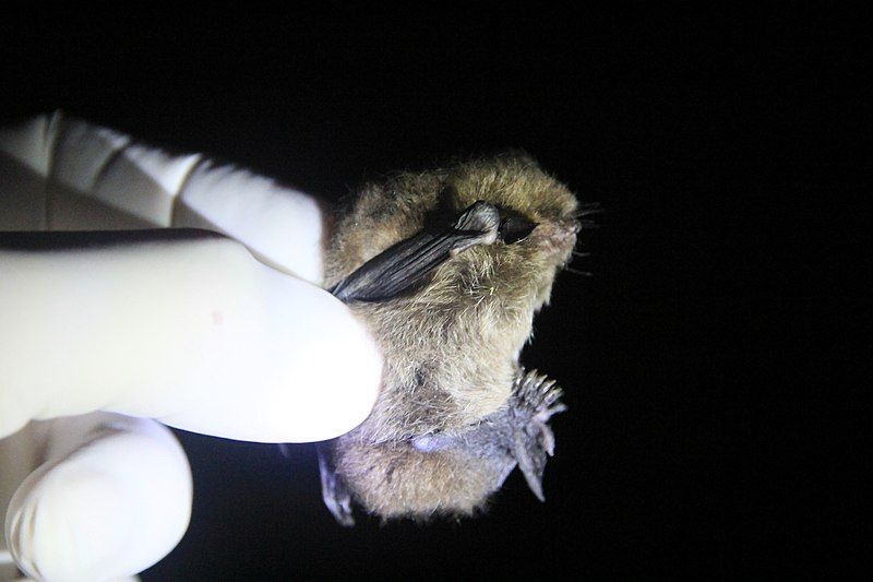 File:Myotis chiloensis 1467762.jpg