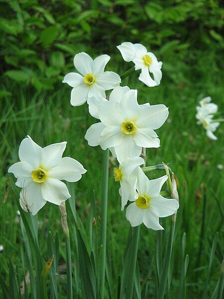 File:Narcissus medioluteus4.jpg