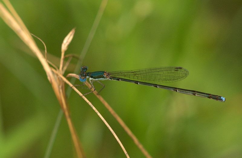 File:Nehalennia integricollis.jpg