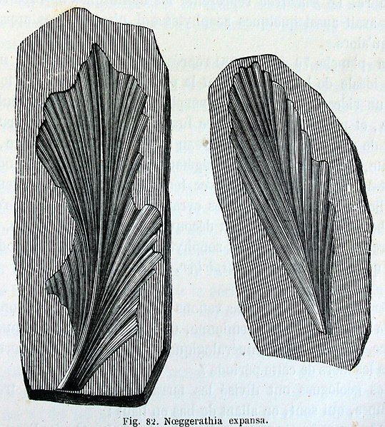 File:Noeggerathia expansa.jpg