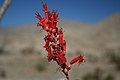 Closeup of ocotillo flowers in Anza-Borrego Desert State Park