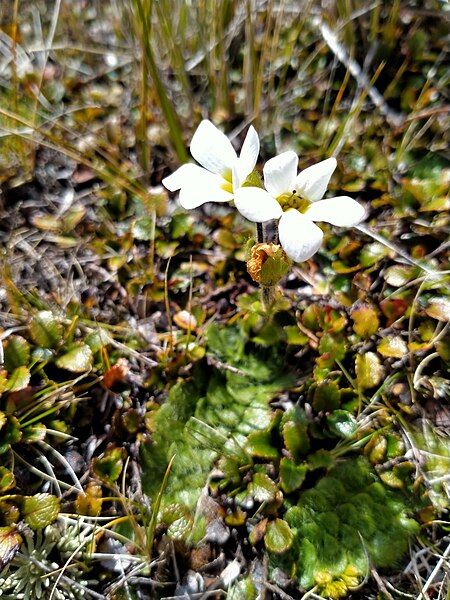 File:Ourisia glandulosa 172540828.jpeg