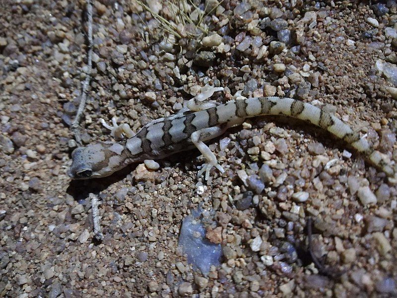 File:Pachydactylus amoenus 57896751.jpg