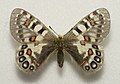 Parnassius hardwickii