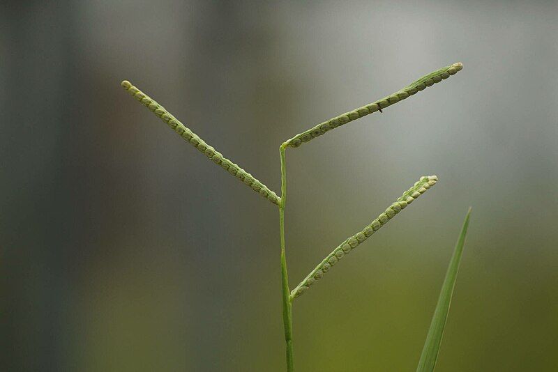 File:Paspalum scrobiculatum 224164066.jpg