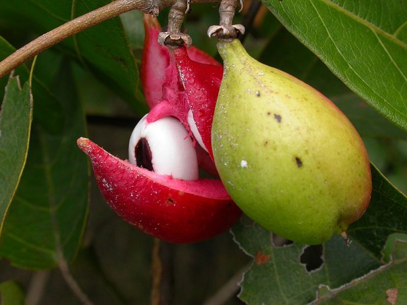 File:Paullinia pinnata MS4273.JPG