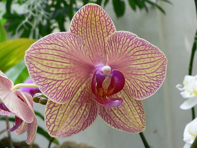 File:Phalaenopsis kaleidoscope2.jpg