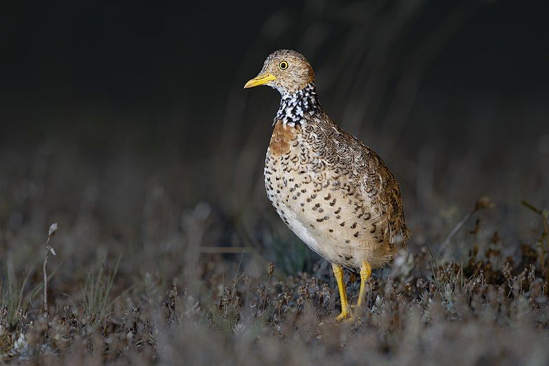 File:Plains-wanderer female 8173.jpg