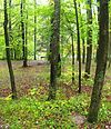 A forest with a bench along a stream in the background