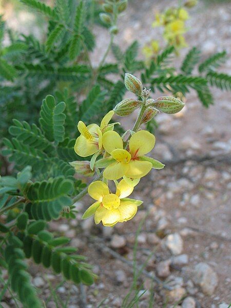 File:Pomaria jamesii.jpg