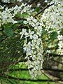 Prunus padus inflorescence