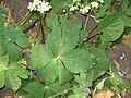 Ranunculus aconitifolius