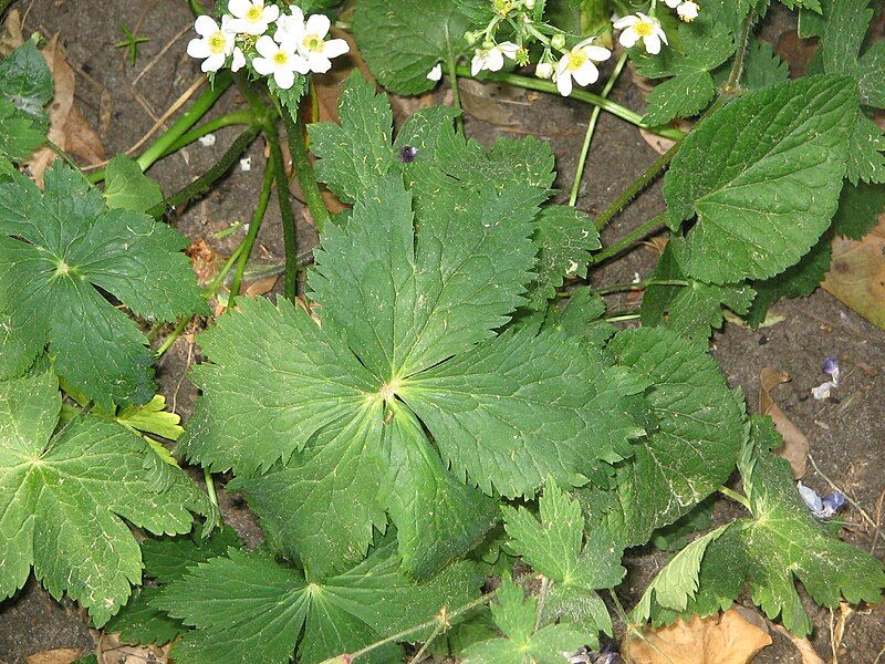 File:Ranunculus aconitifolius 01.jpg