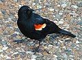 Red-winged blackbird