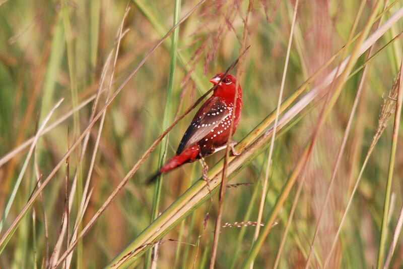 File:RedMunia-VedanthangalScrub.jpg