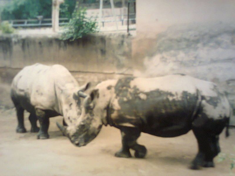 File:Rhino photo.jpg