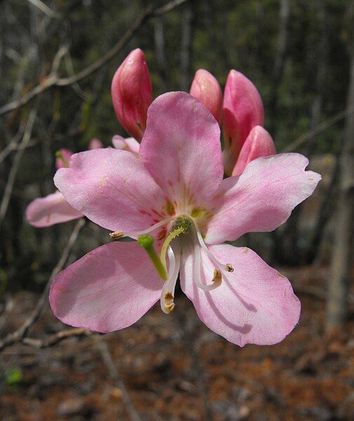 File:Rhododendronvaseyi.jpg