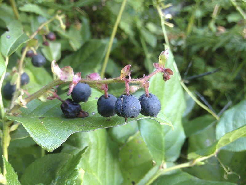 File:Salal berries.jpg