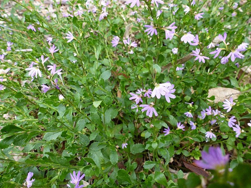 File:Scaevola albida.JPG