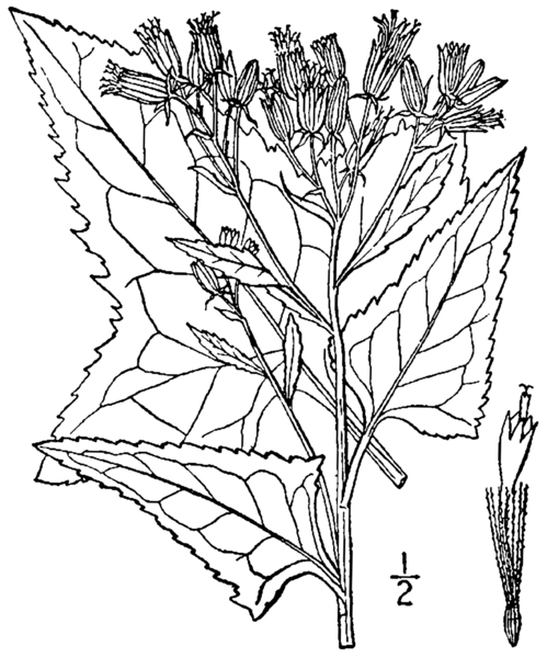 File:Senecio suaveolens BB-1913.png