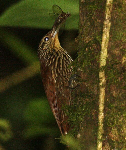 File:Spot-crowned Woodcreeper 2.jpg