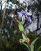 Flowers of Stypandra glauca