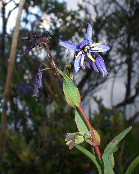 File:Stypandra glauca.jpg