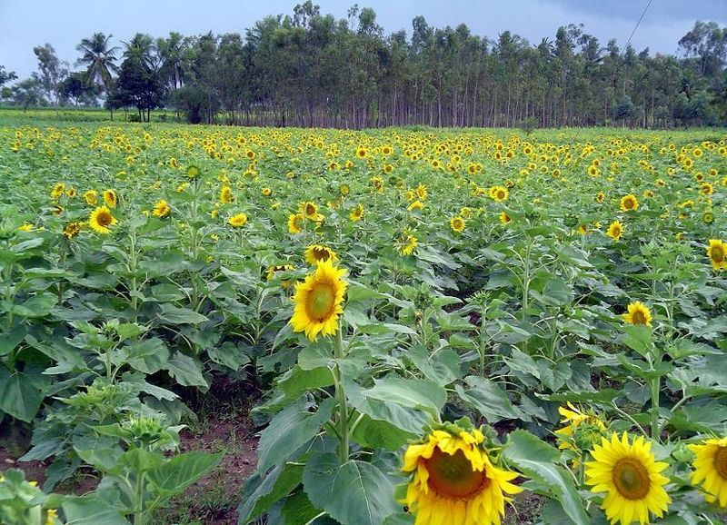 File:Sunflower farm.jpg