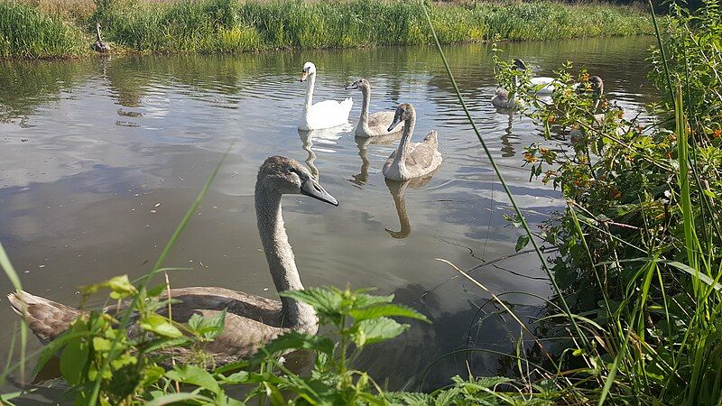 File:Swans Ashby Canal.jpg