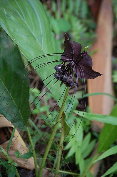 File:Tacca chantrieriRHU1.JPG