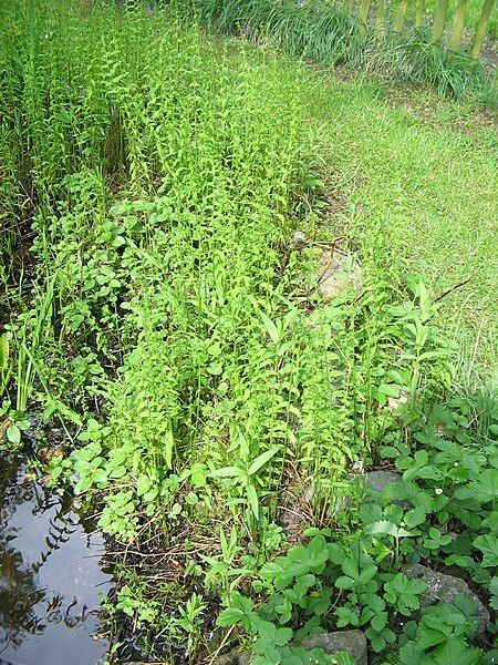 File:Thelypteris palustris04.jpg