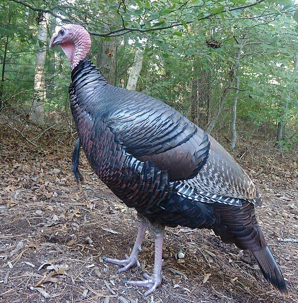 File:TomTheTurkey.jpg