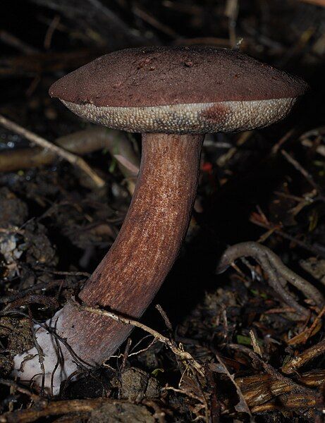 File:Tylopilus brunneus 38195.jpg