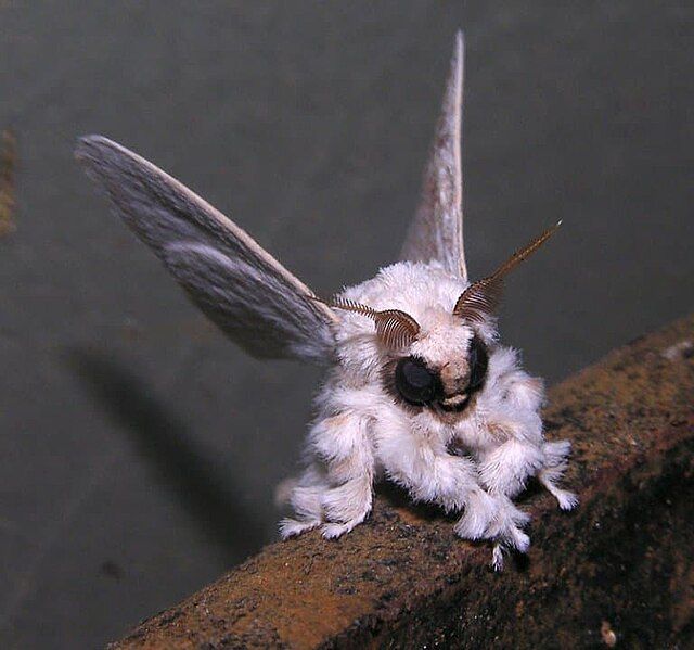 File:Venezuelan Poodle Moth.jpg