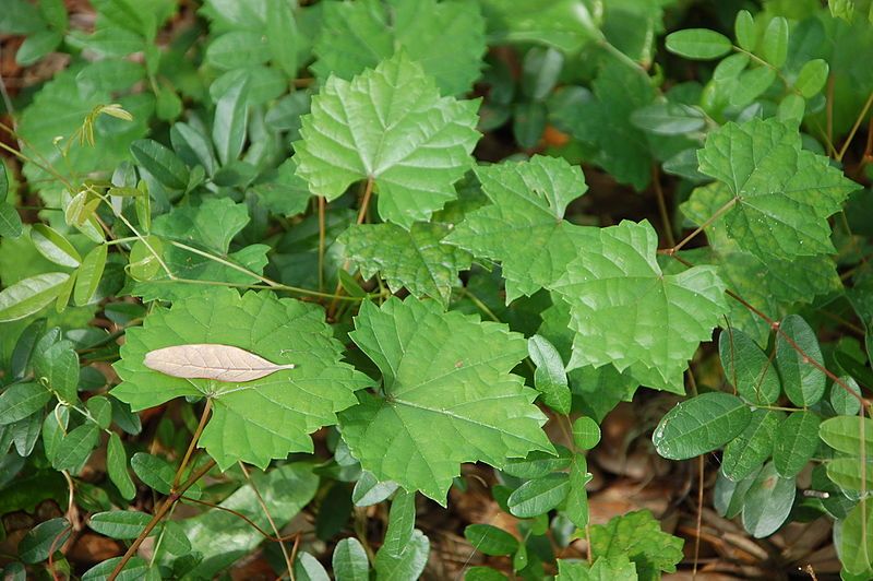 File:Vine in azaleas.JPG